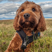 geophph