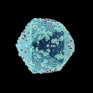 Virus™ HIV