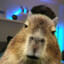 Capybara - 16JON