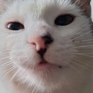 pulazka