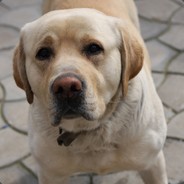 ava