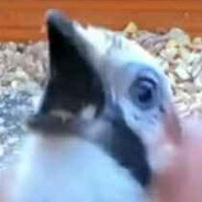 PotatoFinch's Avatar