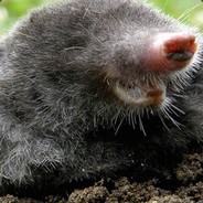 Mighty_Mol