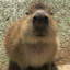 capybara
