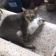 nyonyot bubis