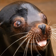 Sea Lion