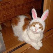 Bunny Kat