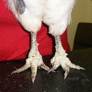 Skouperd