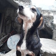 Toñin