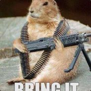 Elitepenguin1-