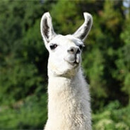 Llama