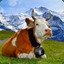 Switzerland Cow