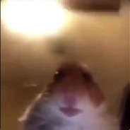 Hamster