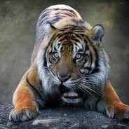 xXQC69Libz69QC420TTVXx's Avatar