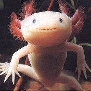 Orange Wolf's Avatar