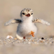 Pasta la beasta's Avatar