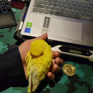 ◥ ◣_◢ ◤