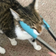 KitTEAChaos