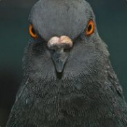 The Pigeon Whisperer
