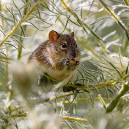 A Drowsy Sheep's Avatar