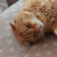 Monteki