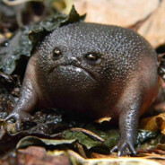 Öh
