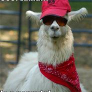 Gangsta LAMA