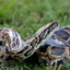 python