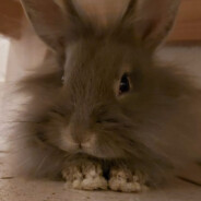 Muffin