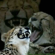 Bazengo