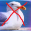 Not Seagull