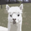 Furryalpacca