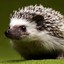 Hedgehog
