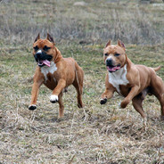 Pups