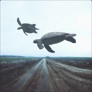 Flying Turtle's Avatar