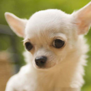 Chiwawa