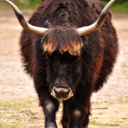 aueroxe