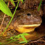 jamall the african bullfrog