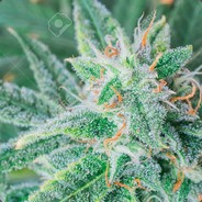 ZkittleZ