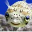 Pufferfish77