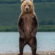 Lucky Bear
