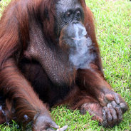 Obtuse Orangotan