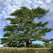 Cedaro