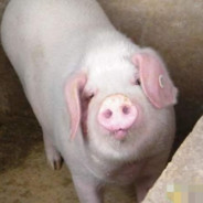 抖音--RenHH's Avatar