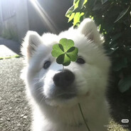 https://avatars.akamai.steamstatic.com/9989950cfe2834826292ea9ebf23692a14a613a2_full.jpg