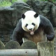 VirtualAnomaly's Avatar