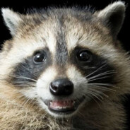 Trash Pandas