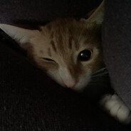 𝕯𝖔𝖓𝖉𝖆𝖑𝖊