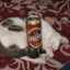 Коты с пивом
