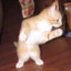 Dancin Cat